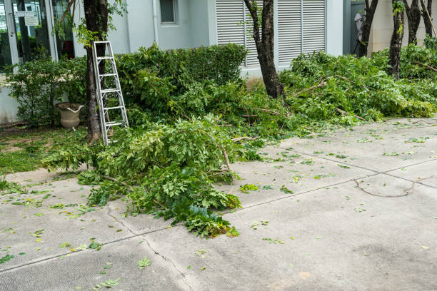 Professional Tree Care Services in Palos Hills, IL